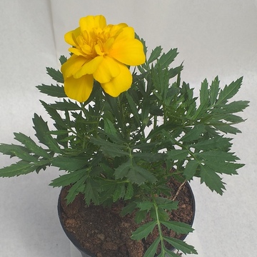 Bild einer Tagetes