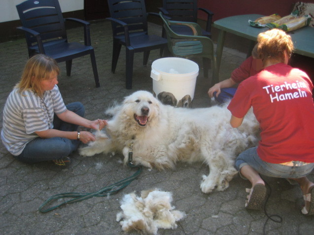 Bei einem Arbeitseinsatz im Tierheim wird ein Hund gebürstet