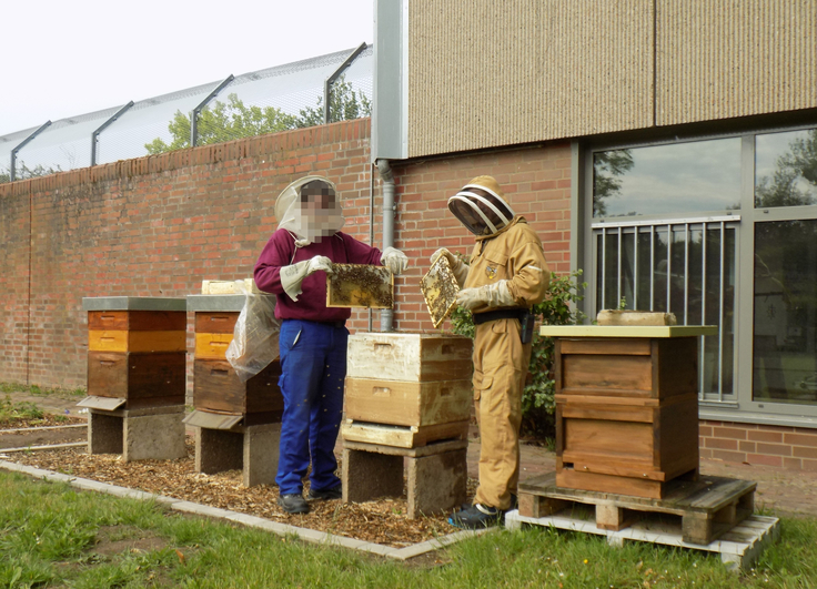 Ein Inhaftierter arbeitet zusammen mit einem Bediensteten am Bienenstock.